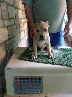 Eladó Bandog kölyök  - kép 2