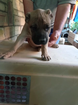 Eladó Bandog kölyök  - kép 3