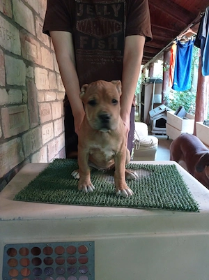 Eladó Bandog kölyök 