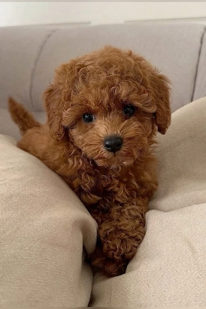 Maltipoo kölykök  - kép 4