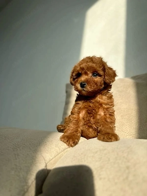 Maltipoo kölykök  - kép 2