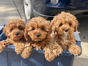 Maltipoo kölykök 