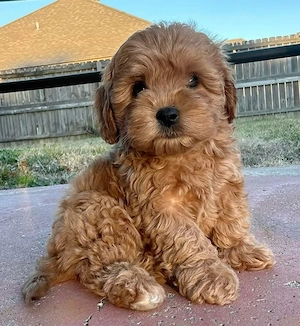 Maltipoo kölykök  - kép 5