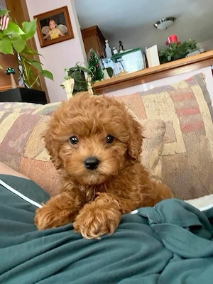 Maltipoo kölykök  - kép 3