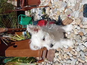 Westie kisfiú!! - kép 4