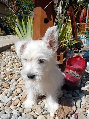 Westie kisfiú!! - kép 3