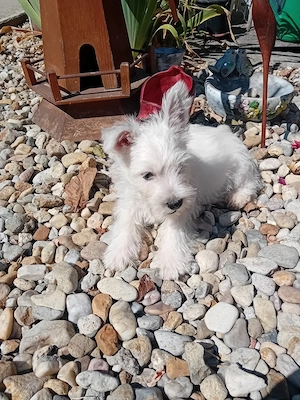 Westie kisfiú!!