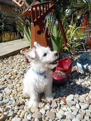 Westie kisfiú!! - kép 2