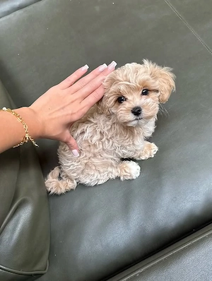 Maltipoo fajtatiszta jellegű kiskutyák foglalhatóak