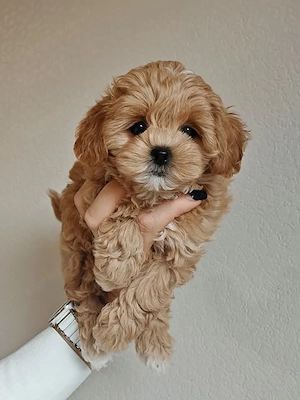 Maltipoo fajtatiszta jellegű kiskutyák foglalhatóak - kép 3