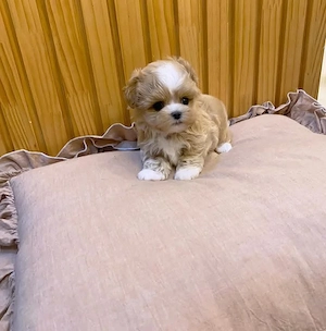 Maltipoo fajtatiszta jellegű kiskutyák foglalhatóak - kép 2