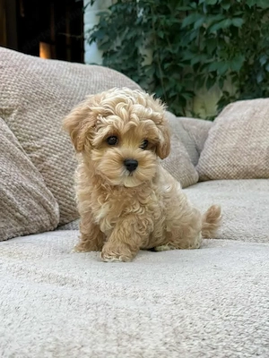 Maltipoo fajtatiszta jellegű kiskutyák foglalhatóak - kép 4