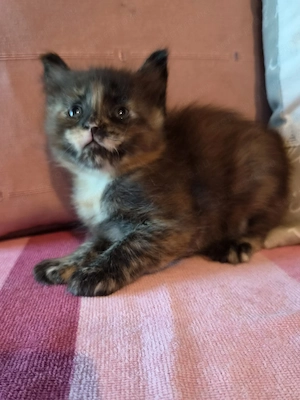 Törzskönyvezett szülőktől Maine Coon babyk foglalhatókak, elvihetőek!! - kép 4