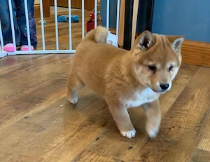 Shiba inu kölykök - kép 3