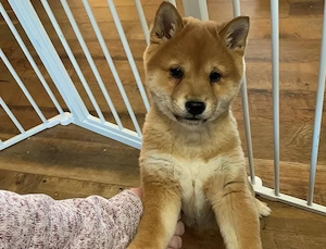 Shiba inu kölykök - kép 2