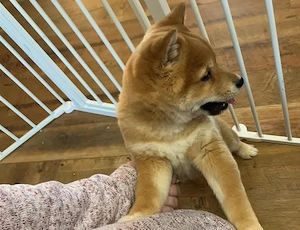Shiba inu kölykök - kép 4