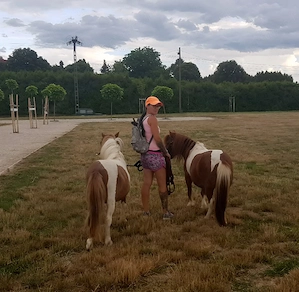 Shetlandi póni új karámot keres!  - kép 2
