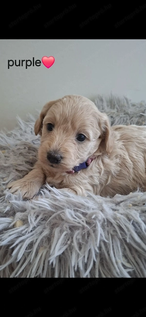 Maltipoo kiskutya - kép 4