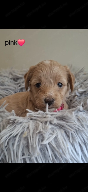 Maltipoo kiskutya - kép 3