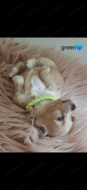Maltipoo kiskutya - kép 6