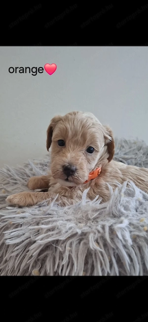 Maltipoo kiskutya
