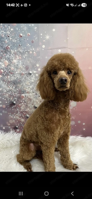 Maltipoo kiskutya - kép 8