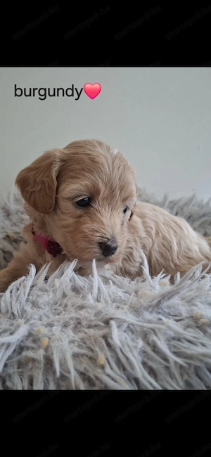 Maltipoo kiskutya - kép 2