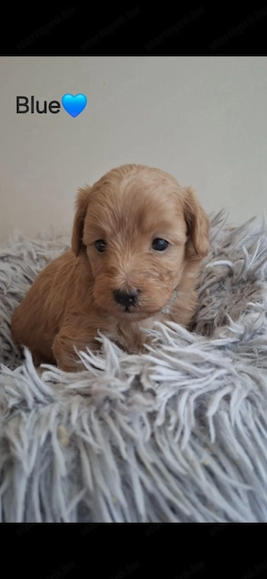 Maltipoo kiskutya - kép 5