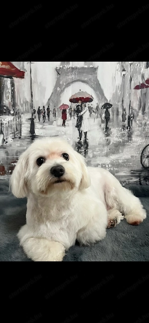 Maltipoo kiskutya - kép 7