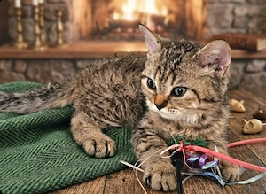 Eladó Selkirk Rex göndör szőrű kisfiú cica baba