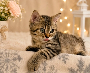 Eladó Selkirk Rex göndör szőrű kisfiú cica baba - kép 5