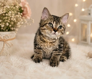 Eladó Selkirk Rex göndör szőrű kisfiú cica baba - kép 8