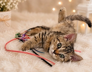 Eladó Selkirk Rex göndör szőrű kisfiú cica baba - kép 6