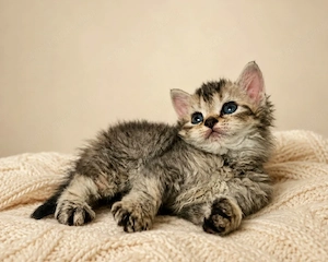 Eladó Selkirk Rex rövid  göndör szőrű cica baba tenyésztőtől. - kép 2