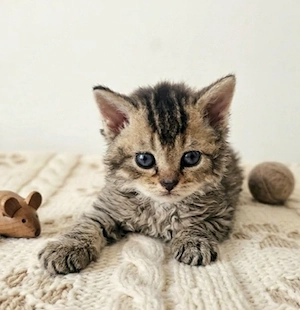 Eladó Selkirk Rex rövid  göndör szőrű cica baba tenyésztőtől. - kép 6