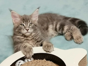 Maine coon kandúr kiscica - kép 3