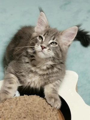 Maine coon kandúr kiscica - kép 4