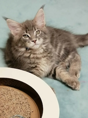 Maine coon kandúr kiscica - kép 2