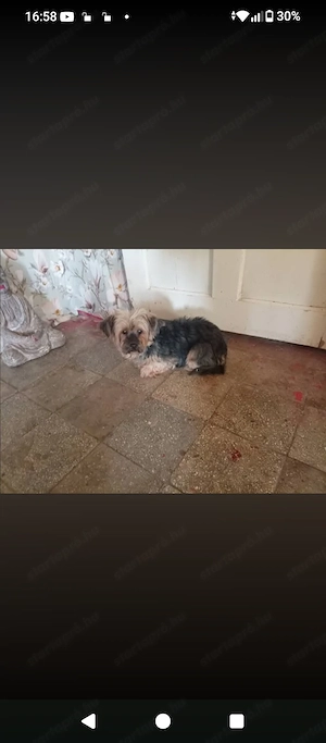 4 éves York terrier fajta szuka kutyus szerető gazdit keres. - kép 2