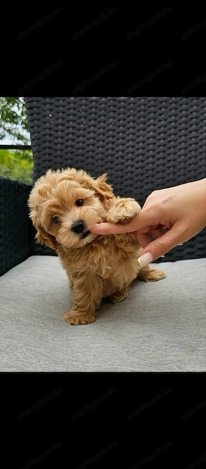 Maltipoo babák eladó 8 hetes Maltipoo kölykök máshol szaladgálnának 8 hetesek Kunszentmártonba élünk