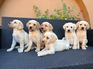 Labrador kiskutyák