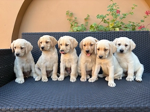 Labrador kiskutyák - kép 2