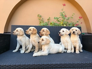 Labrador kiskutyák - kép 3