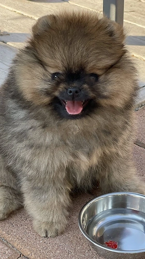 Pomerániai 