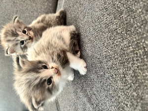 Main Coon kölyökcicák