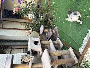 Main Coon kölyökcicák - kép 7