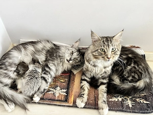 Main Coon kölyökcicák - kép 13