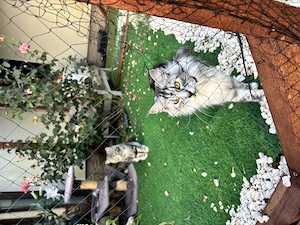 Main Coon kölyökcicák - kép 12