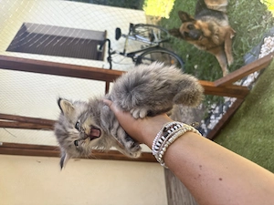Main Coon kölyökcicák - kép 2