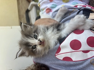 Main Coon kölyökcicák - kép 8